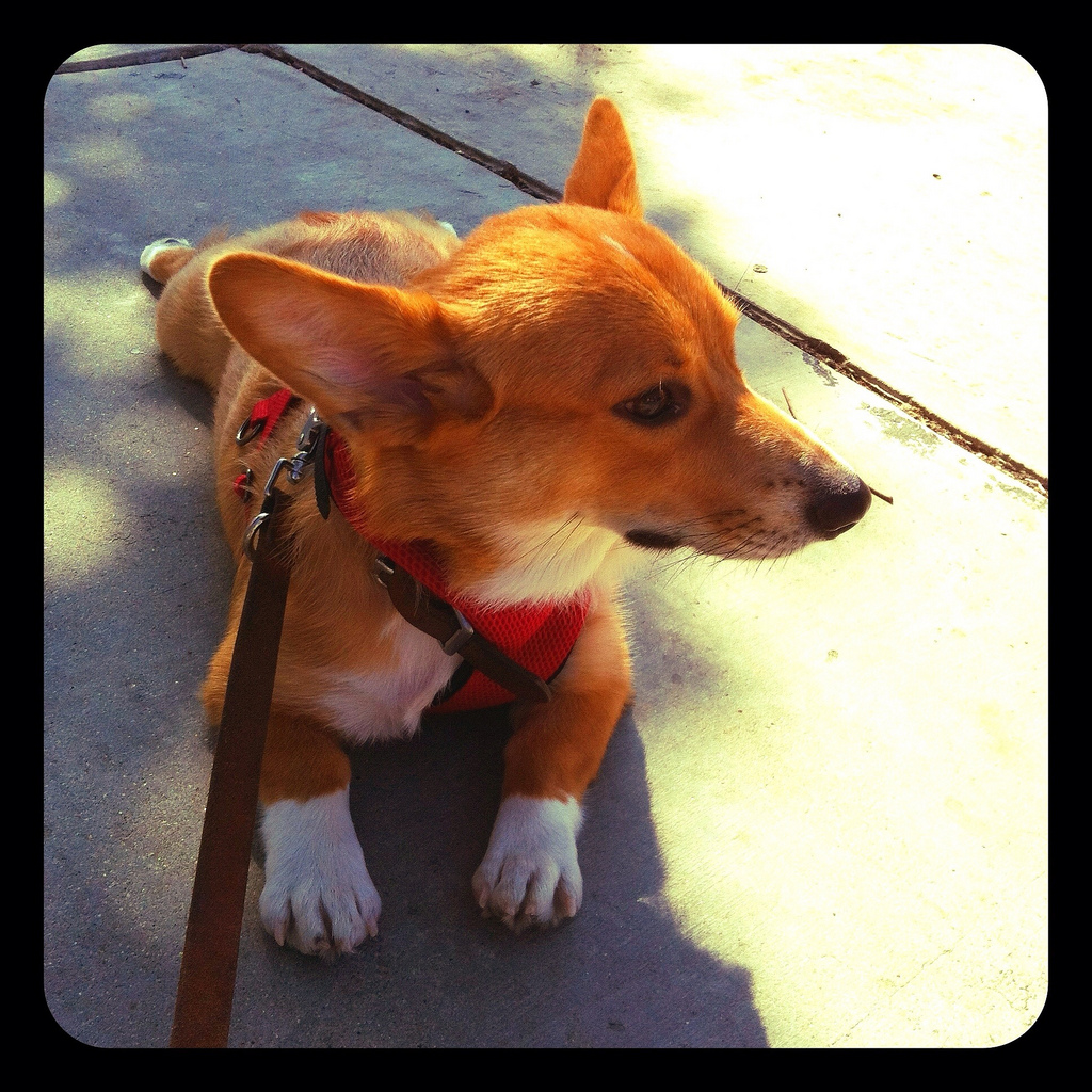 Dog Suddenly Lays Down On A Walk Dog Suddenly Lays Down On A Walk