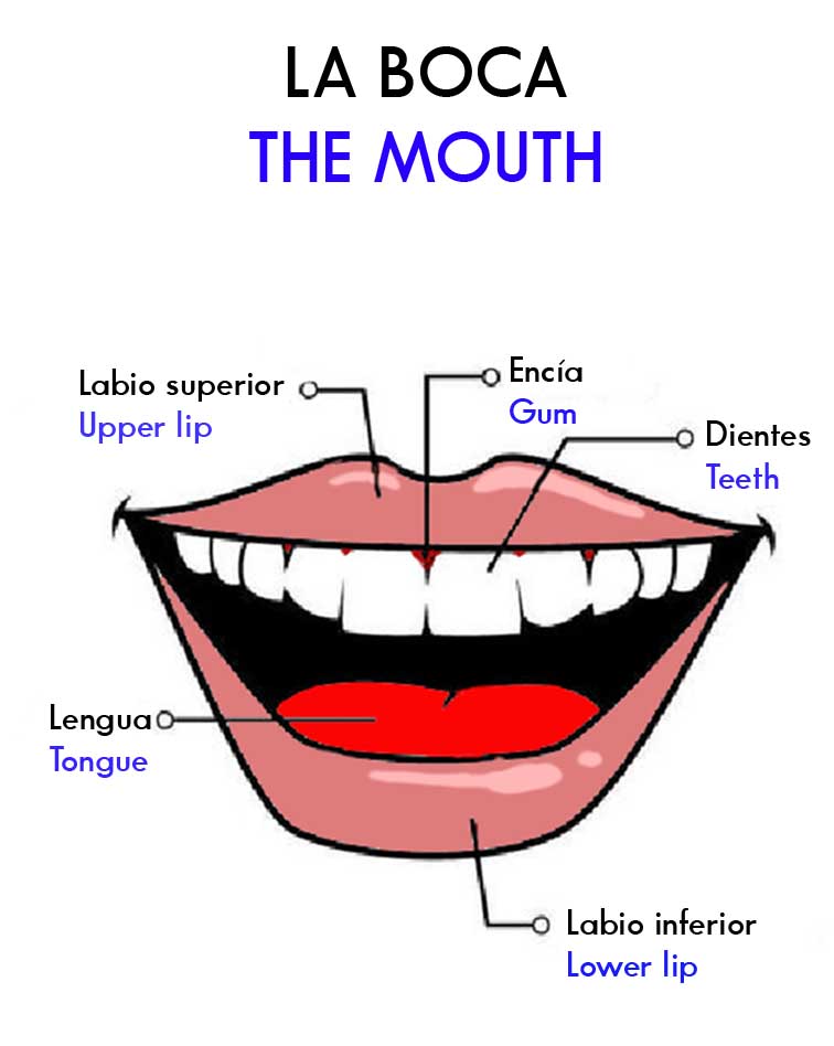 Imagenes de partes de la boca Imagui