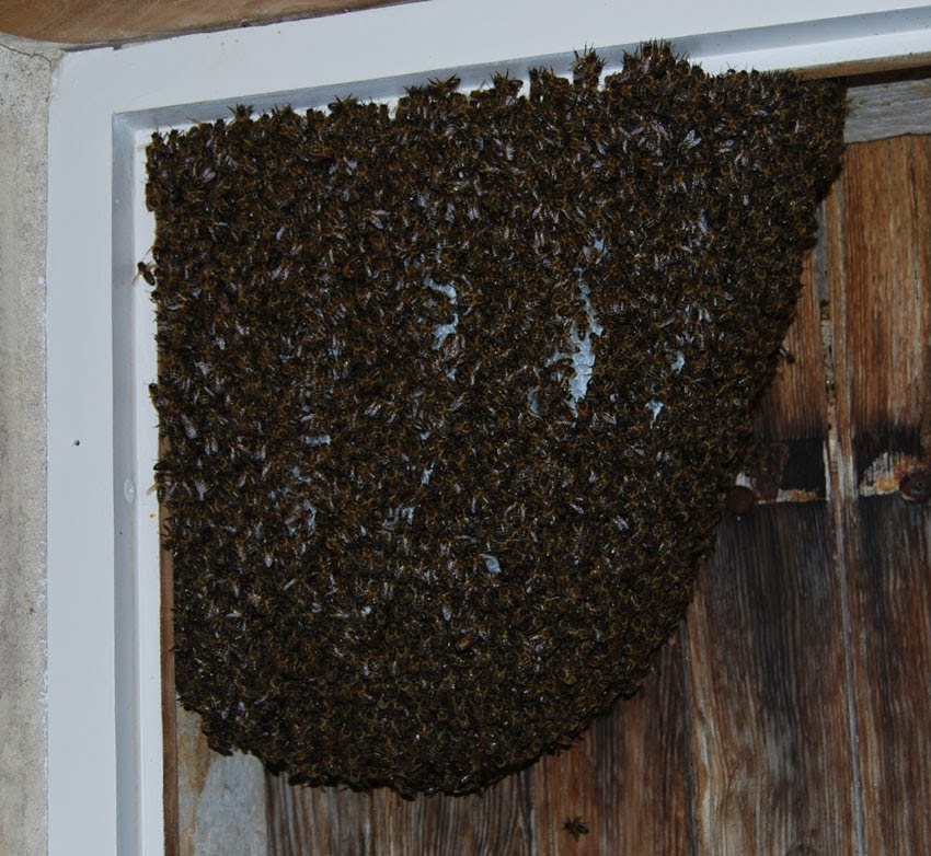 French wildlife and beekeeping Honey bee swarms and bees in houses.