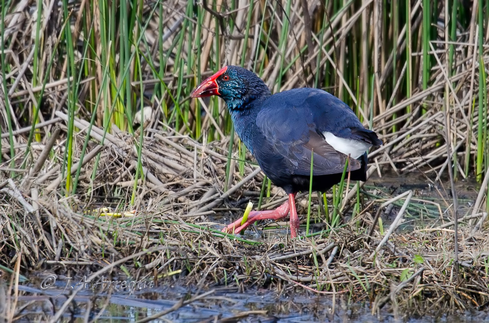 Calamon, Porphyrio porphyrio, Purple Swamphen Calamon, Porphyrio porphyrio, Purple Swamphen