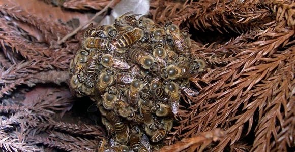pelota caliente de abejas defensivas