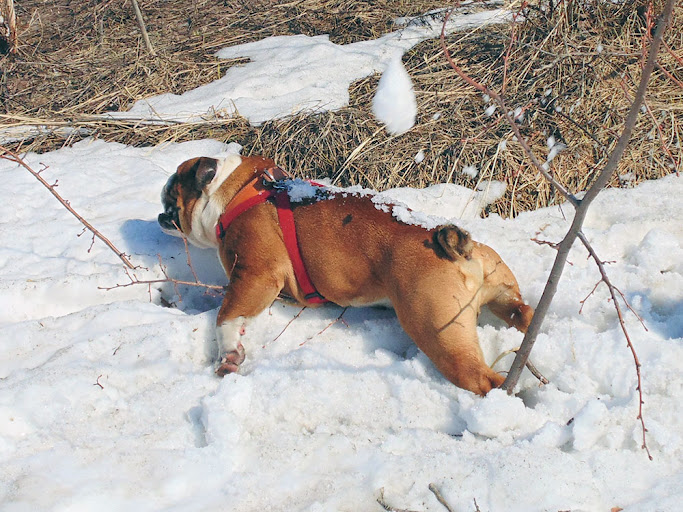 Английский бульдог тяжело переносит жару