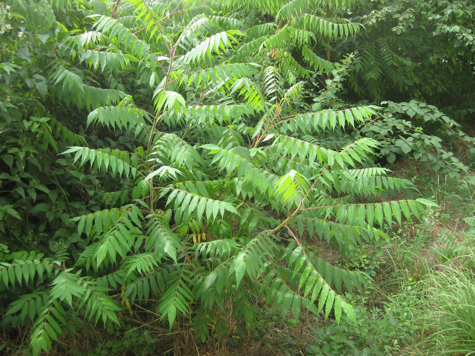 Abenteuer einfaches Leben Neophyten die zugewanderten Pflanzen