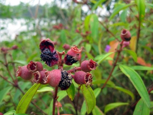 keRATUmbuh: KEMUNTING