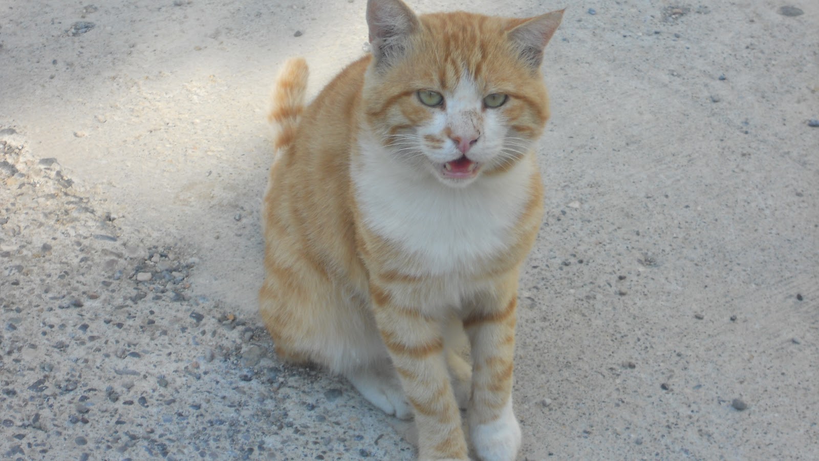 BİR KÖPEĞİN GÜNLÜĞÜ İNGİLİZ KRALİYET AİLESİNİN KEDİSİ