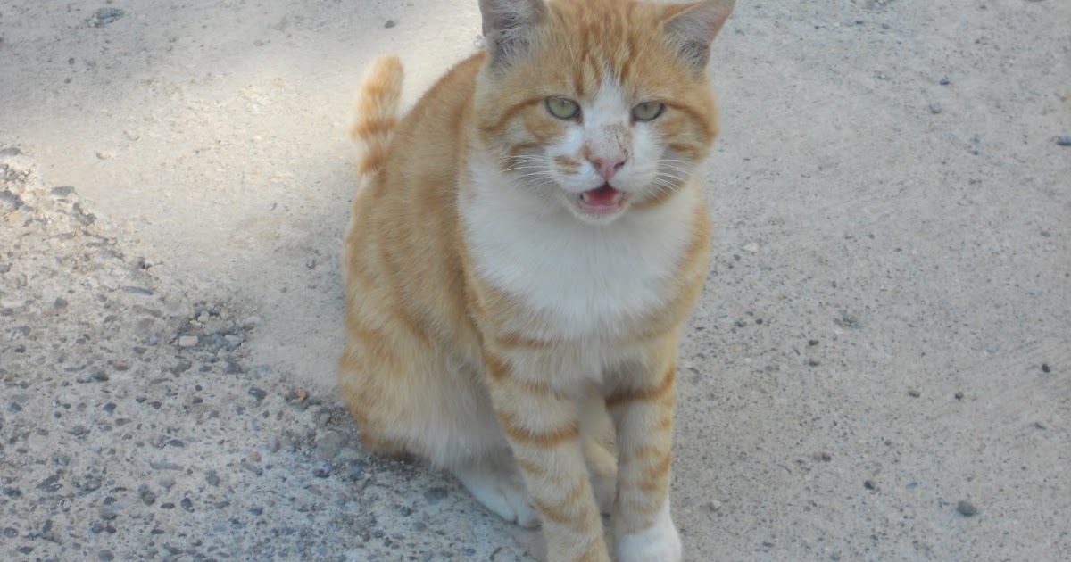 BİR KÖPEĞİN GÜNLÜĞÜ İNGİLİZ KRALİYET AİLESİNİN KEDİSİ