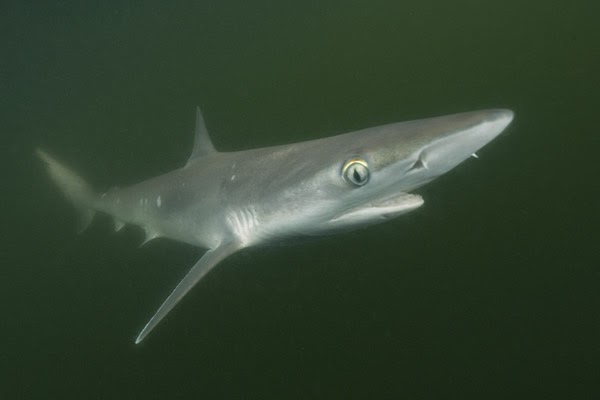 Animal Unique: Atlantic Sharpnose Shark