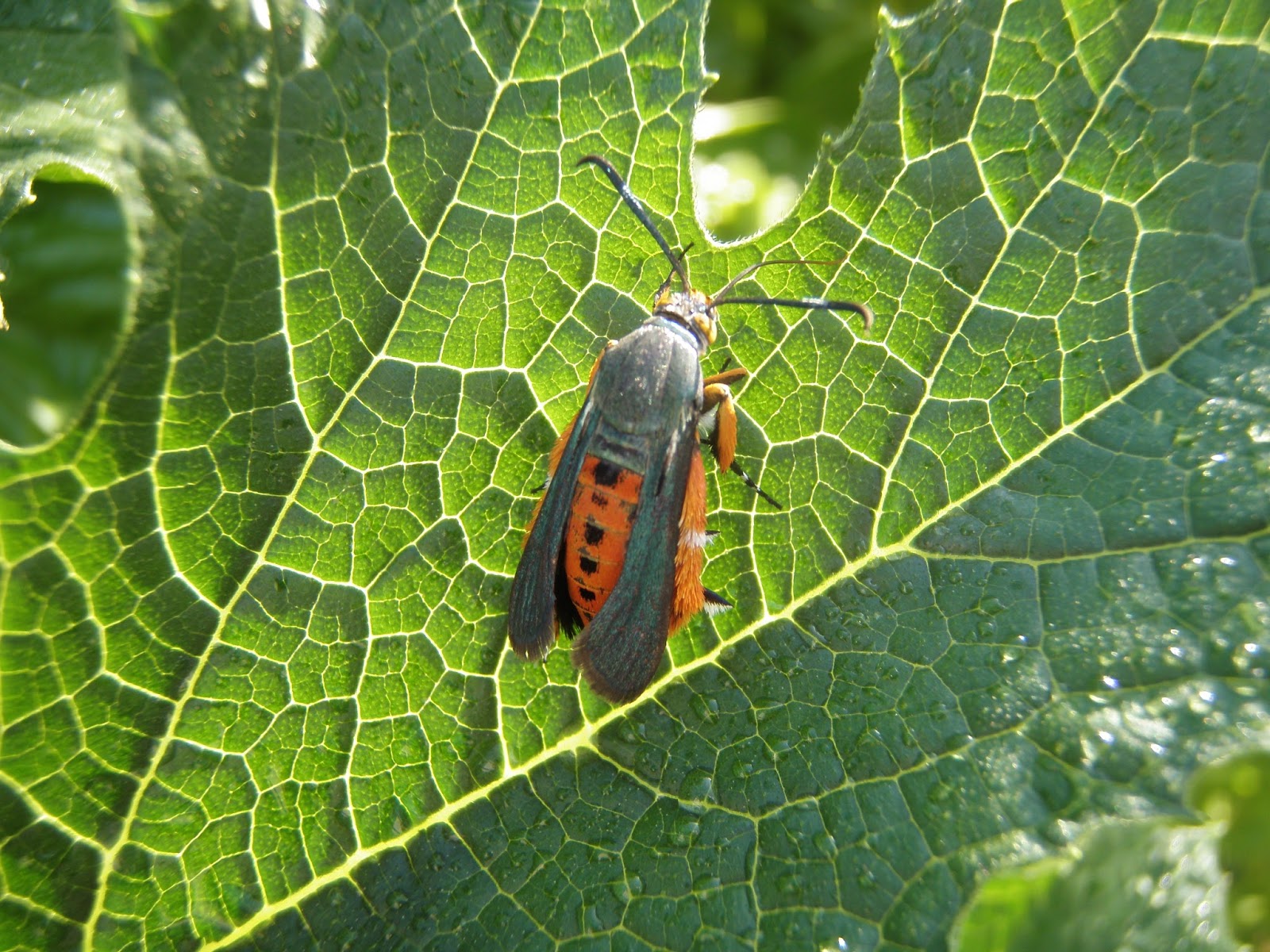 Urban IPM Squash Vine Borer