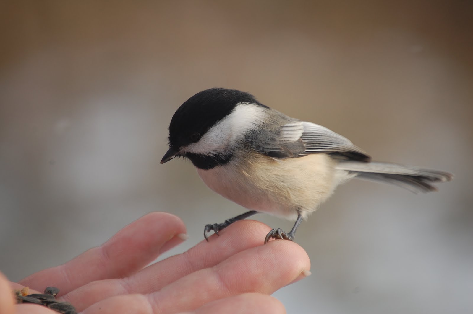 Chickadee