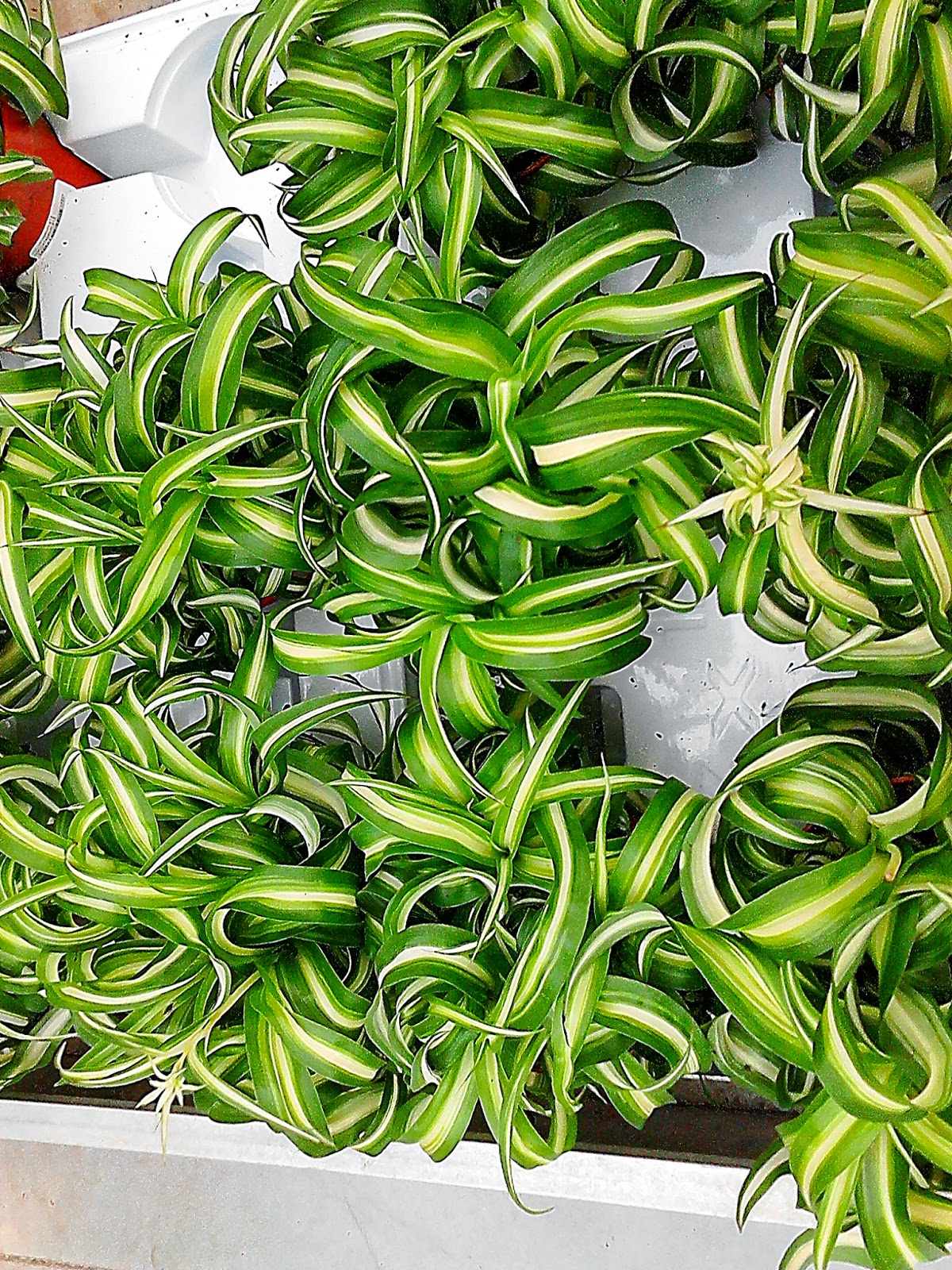 скачать забей поплотнее