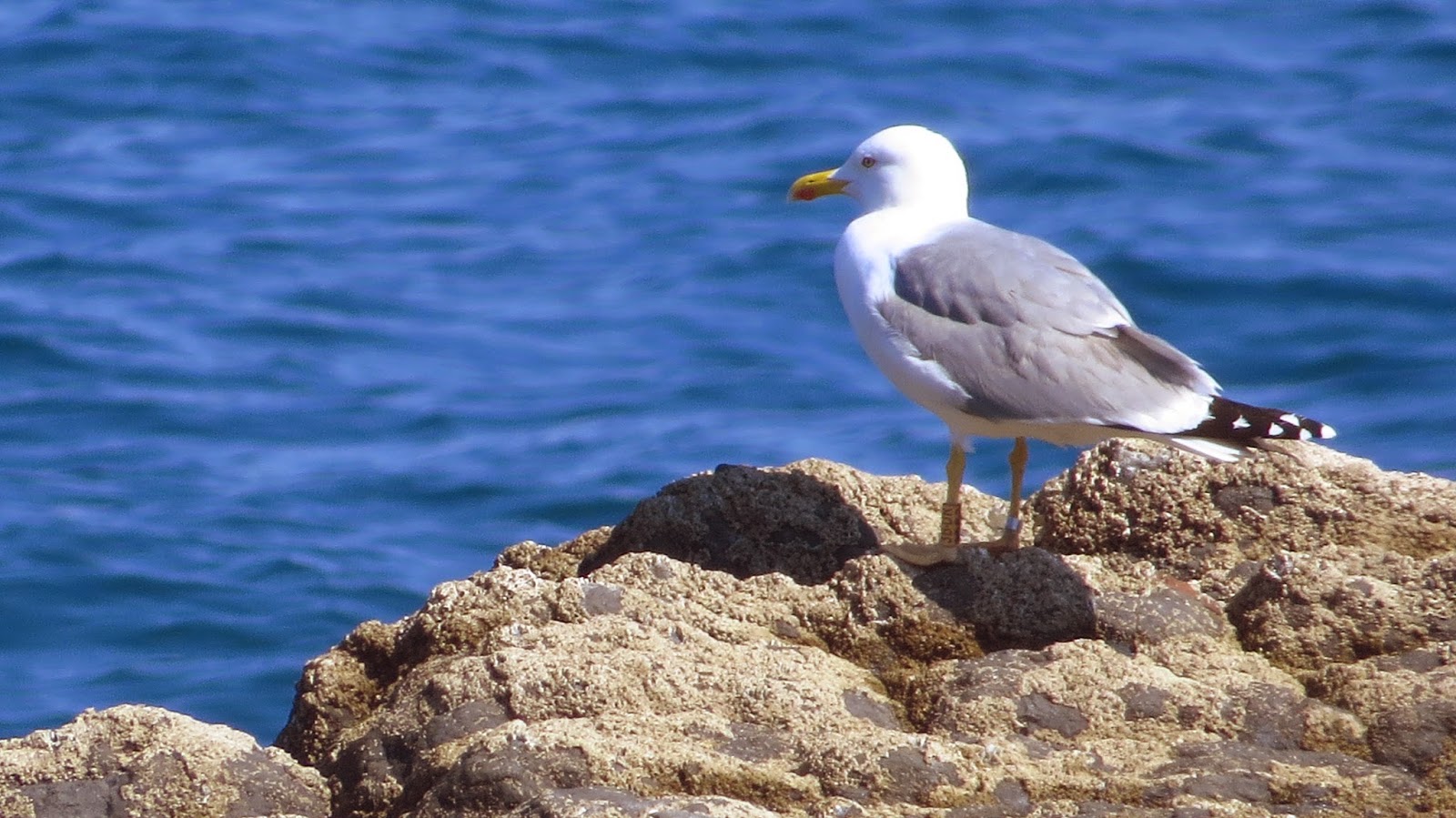 Larus.eus: Detras de las gaviotas por la costa vasca