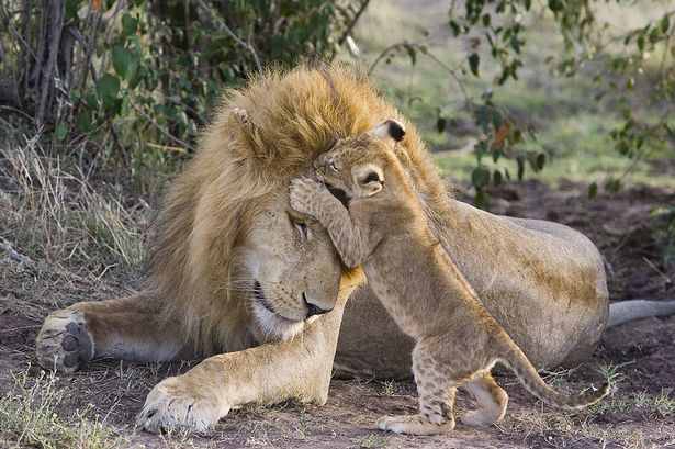 كيف يعامل الأسد المفترس أشباله الصغار %C2%A3%C2%A3%C2%A3+Heartwarming+pictures+have+emerged+of+the+moment+a+lion+cub+meets+his+dad+for+the+first+time-2