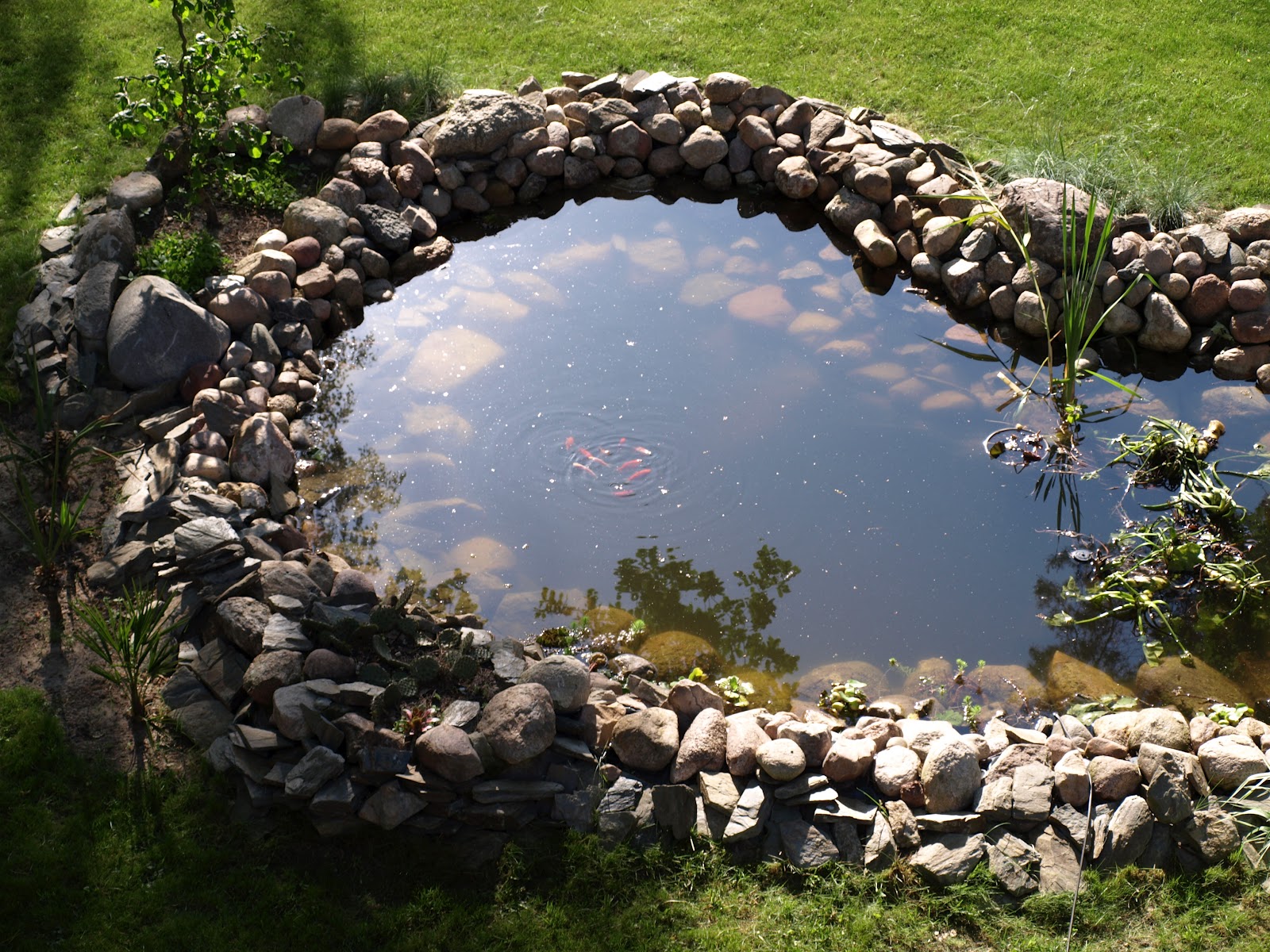 Zimozielony Ogrod Maja 2012