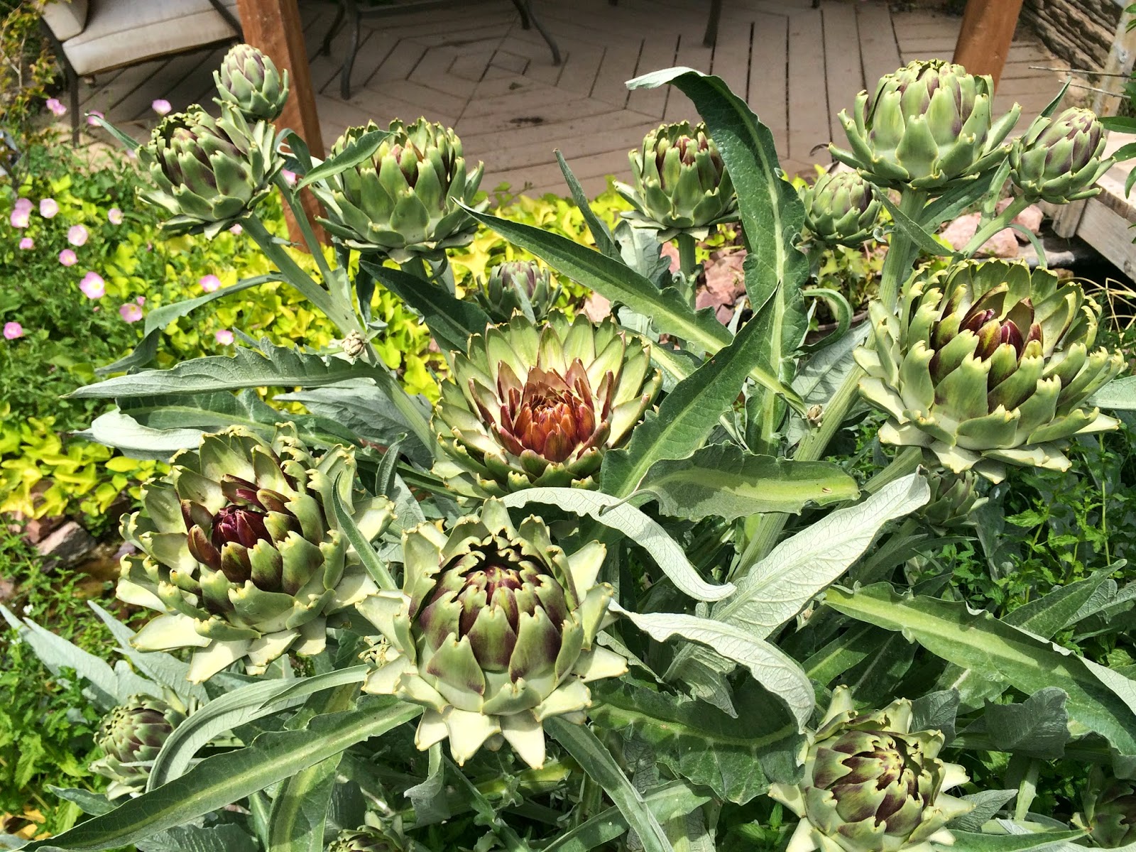 Arizona Backyard Eden Artichokes in bloom