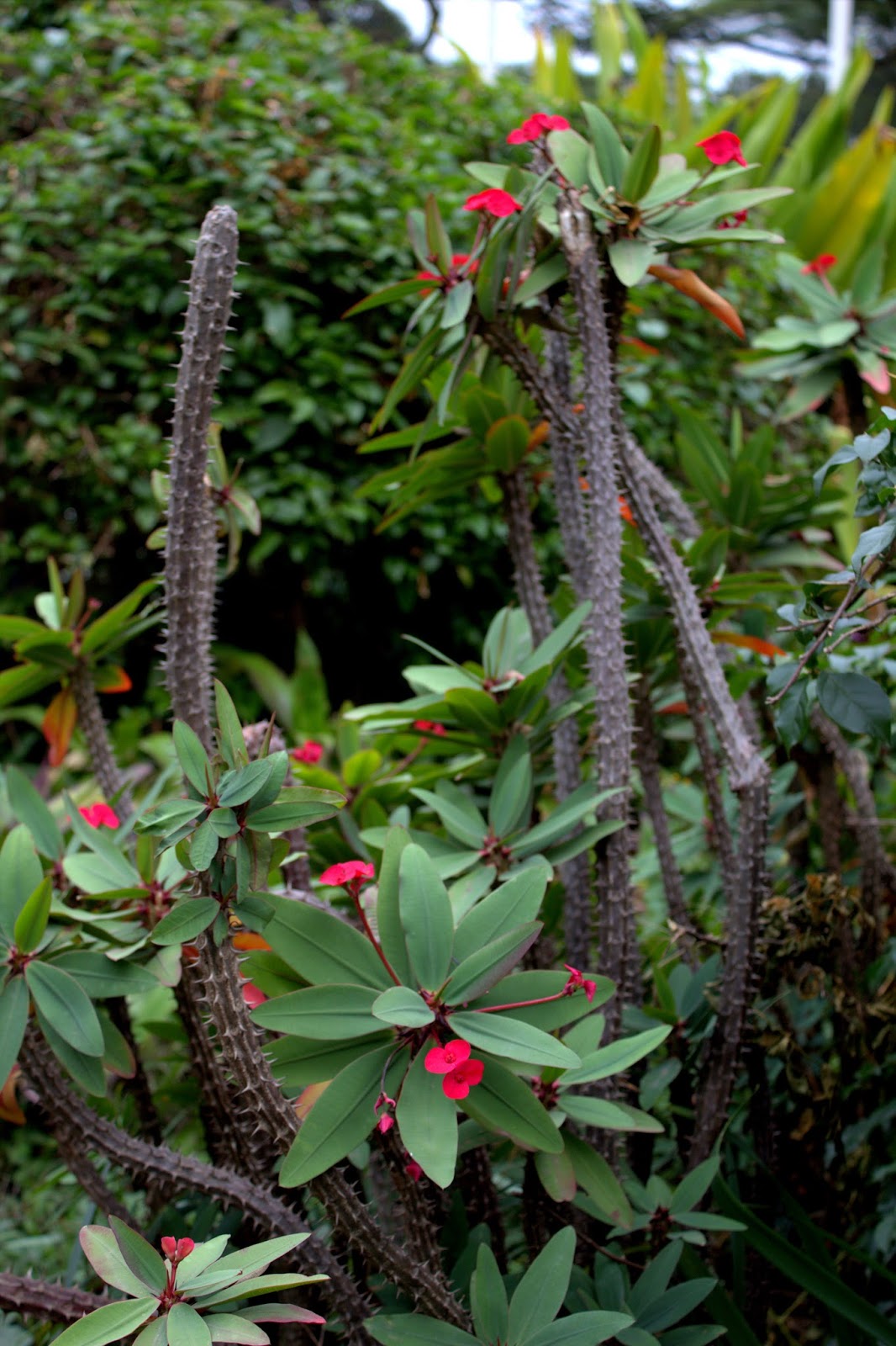 Something About Everything Kenya Plants