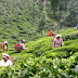 Clarity on state government job for tea workers soon