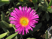 West Coast National Park ~ Wild Flowers