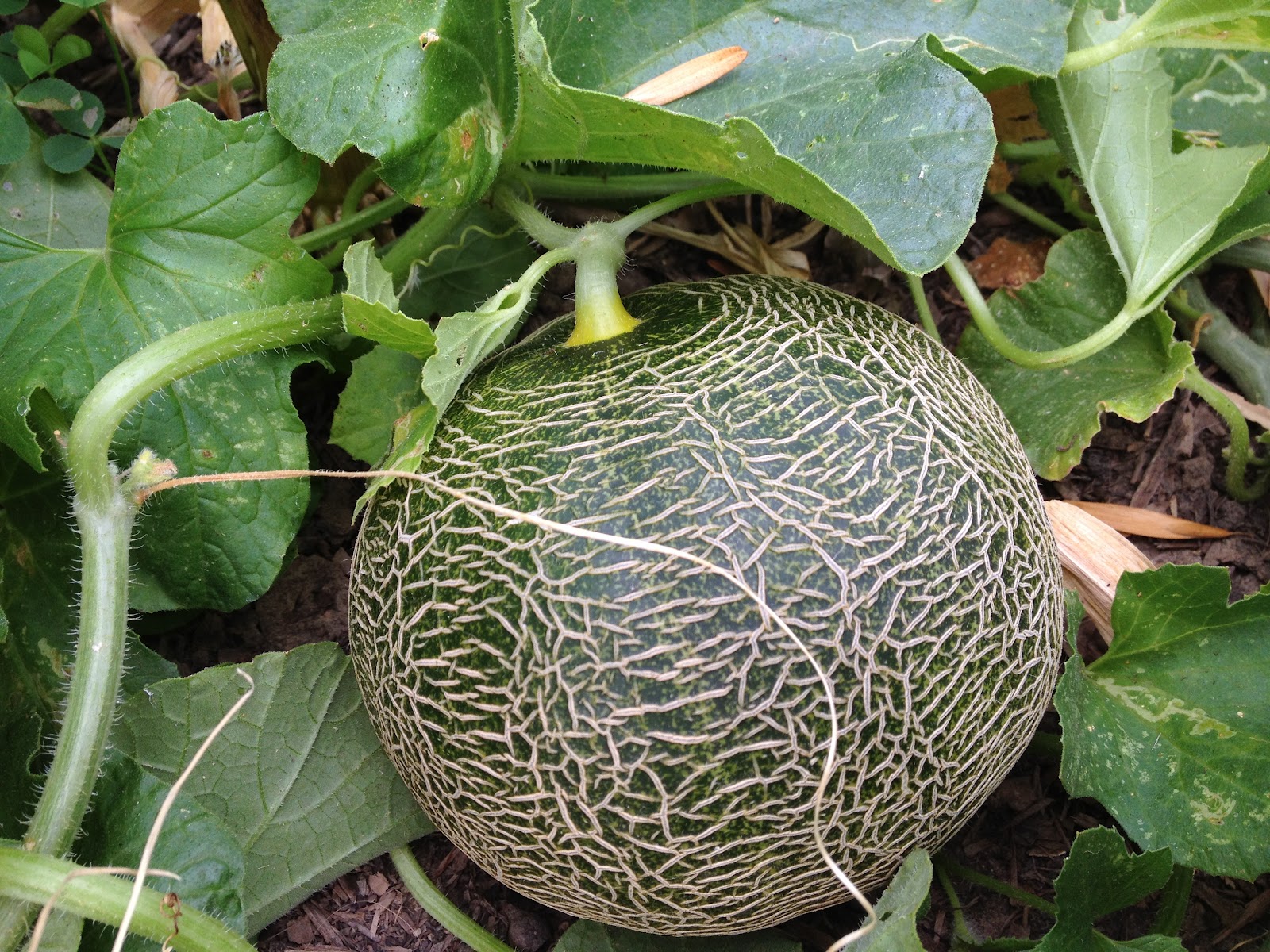 How Does My Garden Grow? Melons. Tuscan and Galia