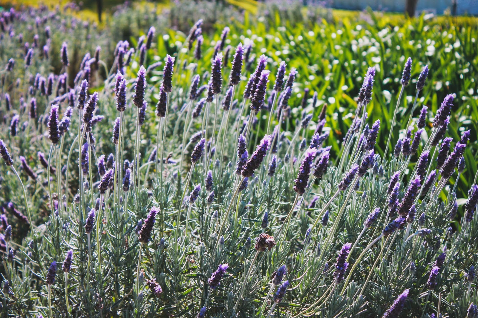 eat read love... STAY // Peppers Convent, Hunter Valley