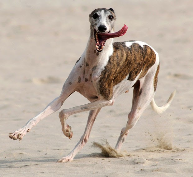 All Dog Breed Information Whippet