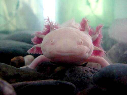 INFORMACION ANIMAL ANFIBIO informacion animal anfibio: