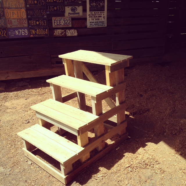 honeysuckle faire Returning to Horses after 40