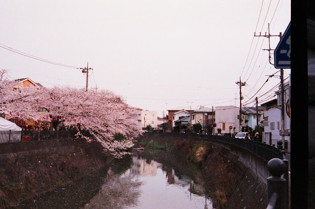 Sakura Cherry Blossoms Spring Japan Gumyoji
