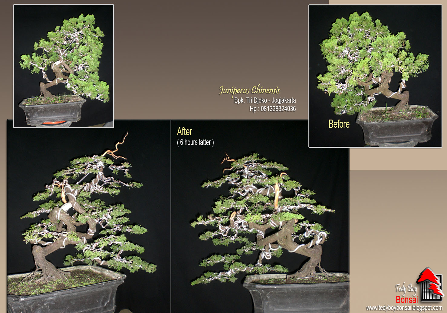 Bonsai Tedy Boy Bonsai INDONESIA Bonsai Europe Bonsai Usa Bonsai Tedy Boy Bonsai INDONESIA Bonsai Europe Bonsai Usa