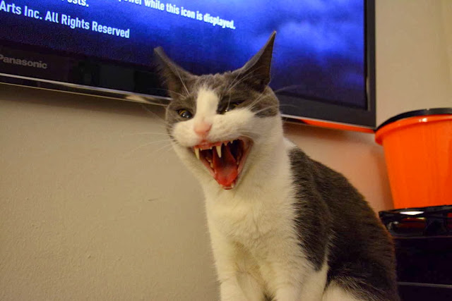 Funny cats - part 85 (40 pics + 10 gifs), cat picture taken at the right moment