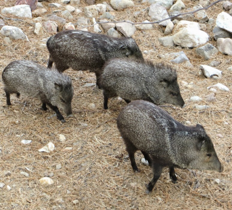 The Road Javelinas You Decide!