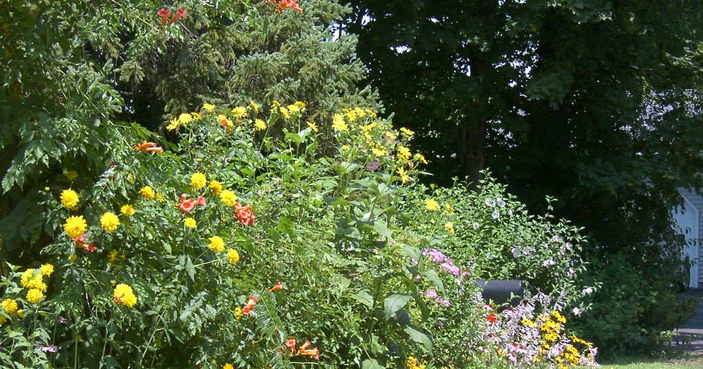 Malcolm Kogut: My poor front yard