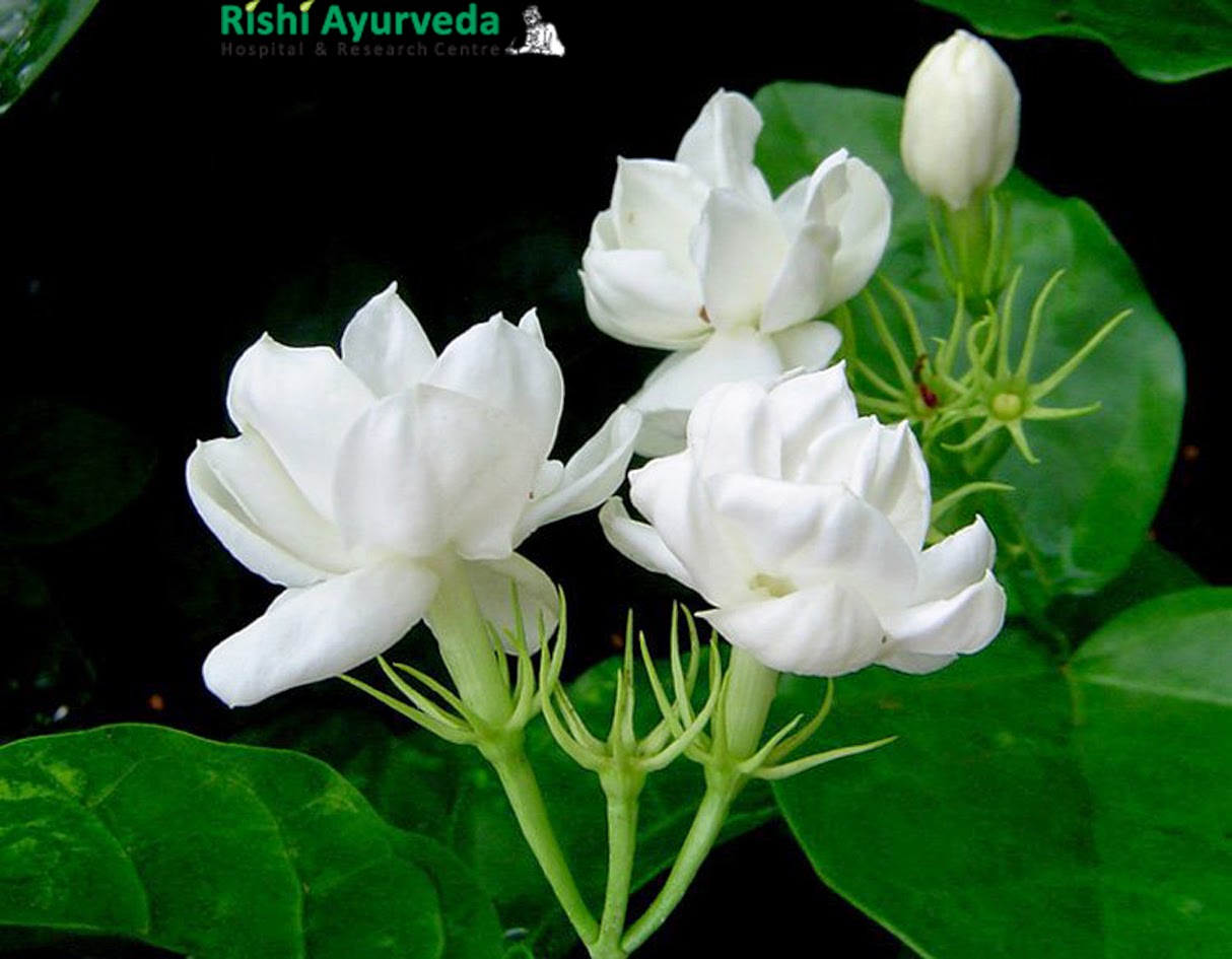 Rishi Ayurveda Hospital and Research Centre Best Beauty and health