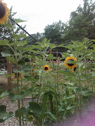 Corn and sunflowers