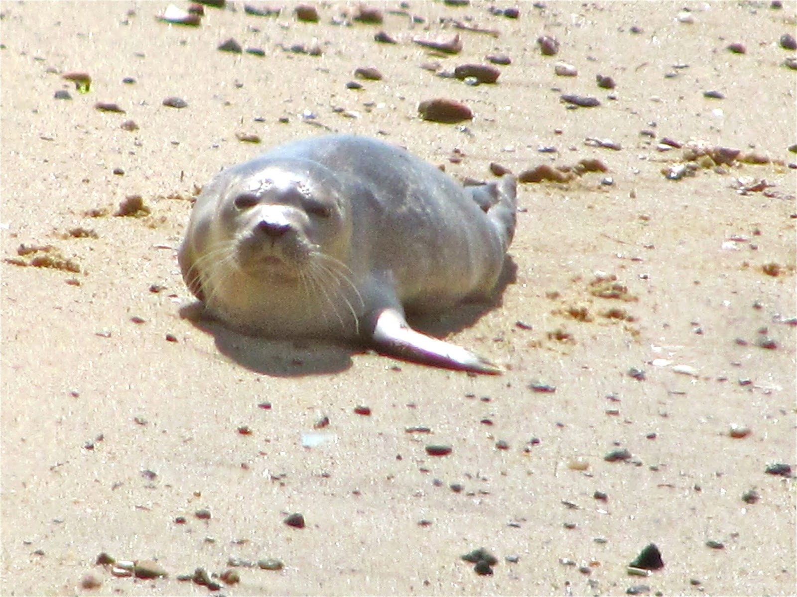 TheYearRounder's Guide to Provincetown Baby Seal Sunning on Breakwater