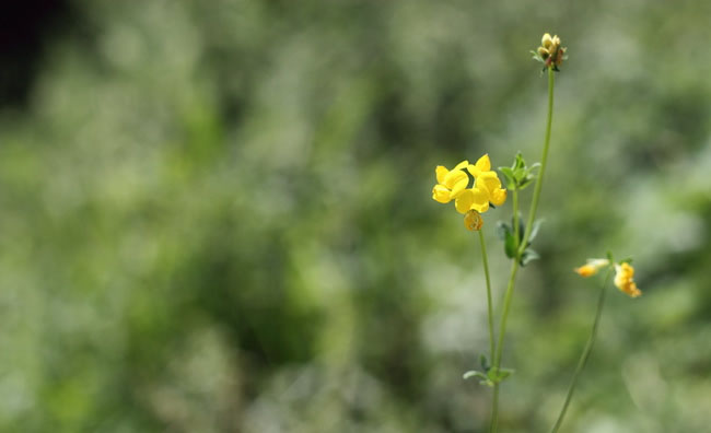 Birds-Foot Trefoil Flowers Birds-Foot Trefoil Flowers