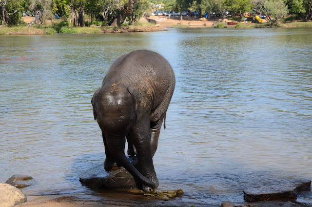 baby elephant playing on river bank Coorg
