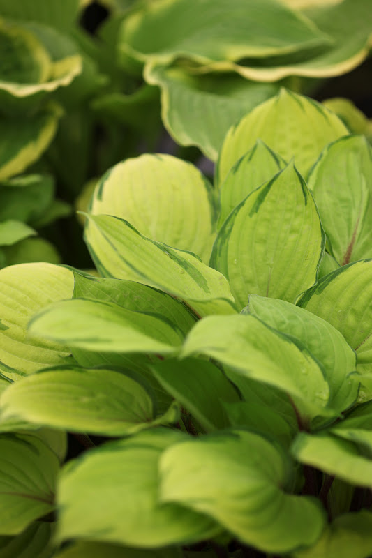 Garden Living Chelsea Flower Show 2012 Plantene