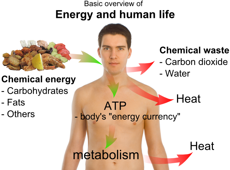 AP Biology for Dummies Catabolic and Anabolic