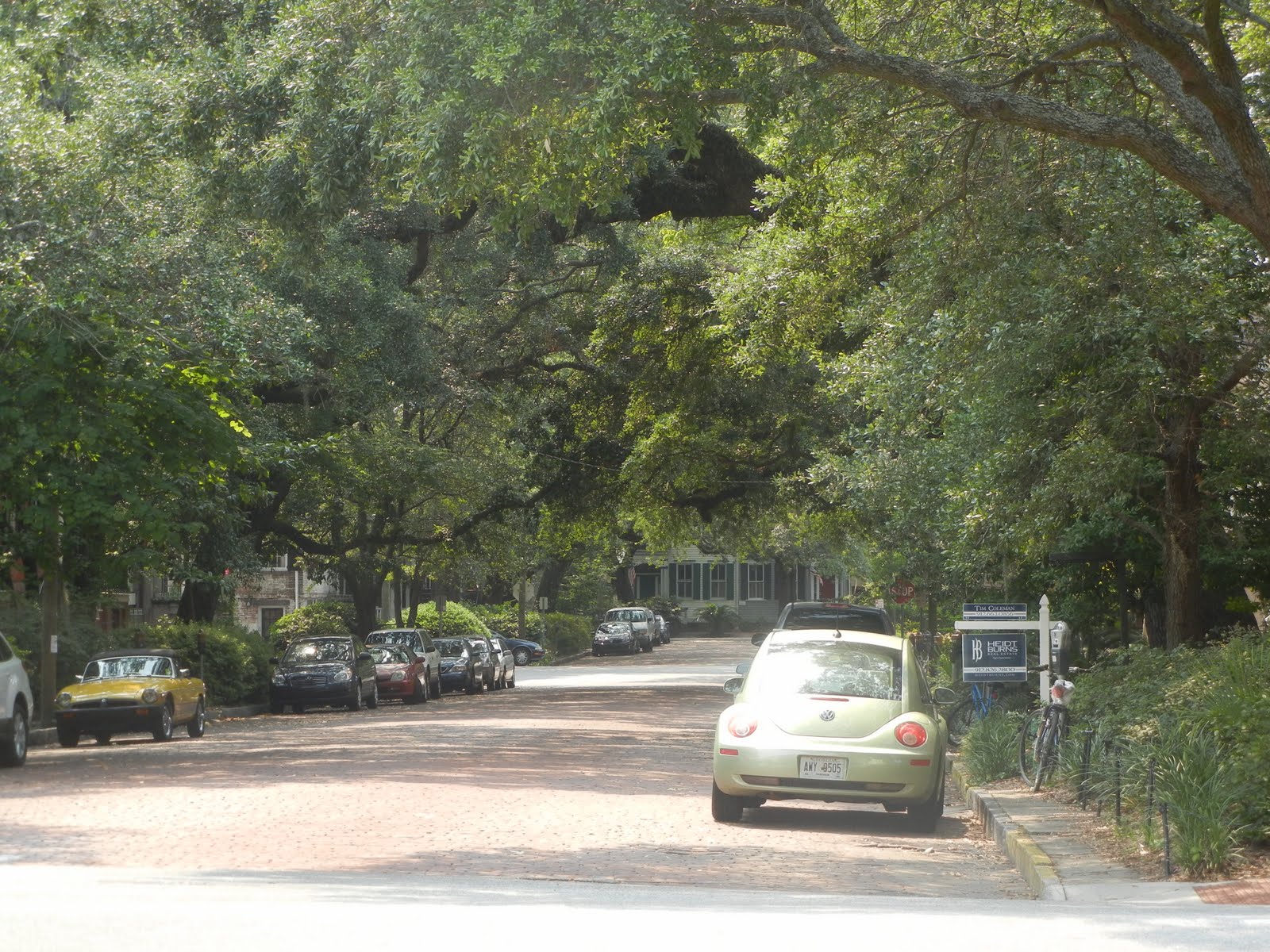 The French Tangerine savannah