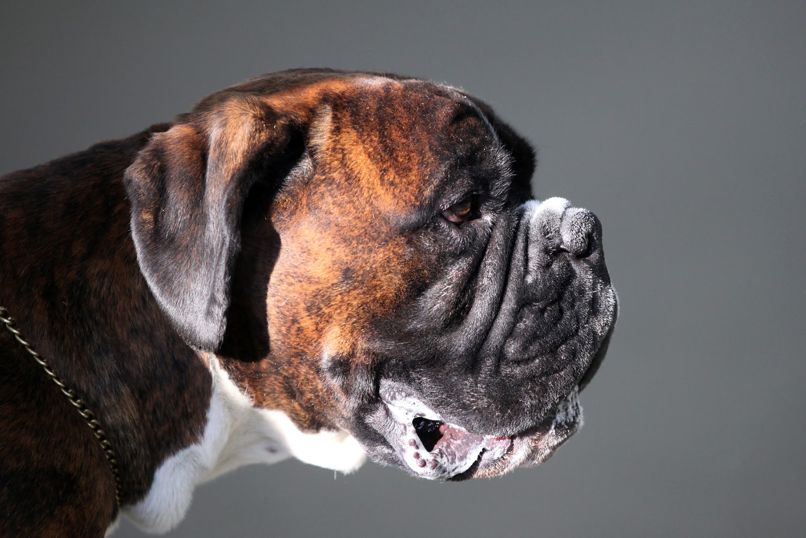 Pedigree Dogs Exposed The Blog Boxers the heat is on