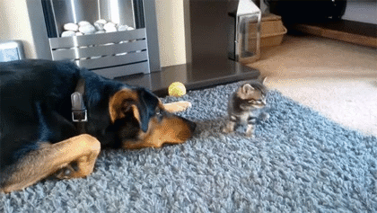 Amazing Creatures: Funny animal gifs - part 160 (10 gifs)