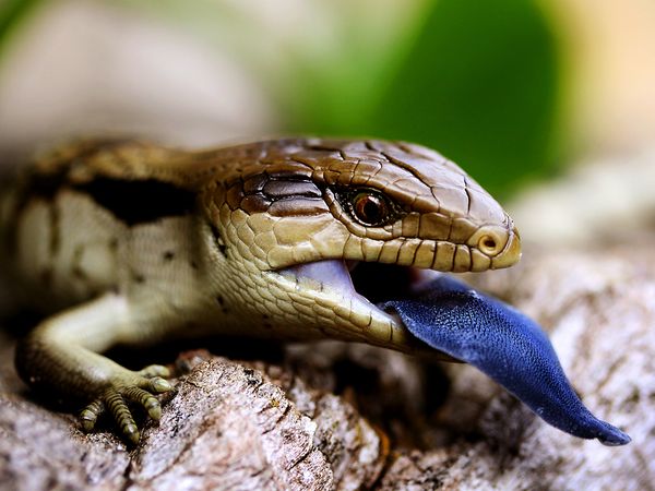 lagarto+da+l%C3%ADngua+azul.jpg
