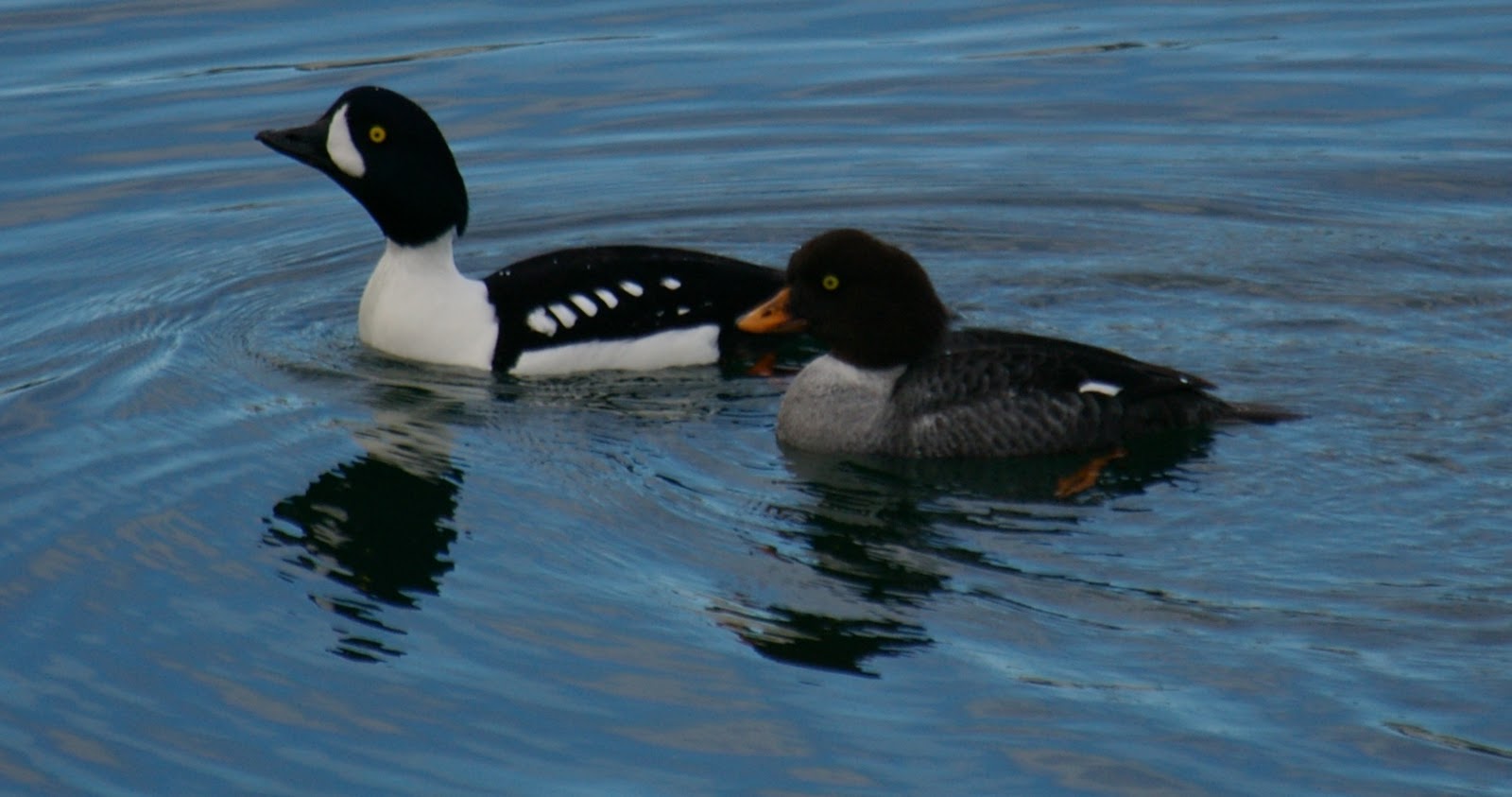 ...The Fangirl Files... Diving Ducks of Puget Sound