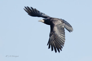 Graja, Corvus frugilegus, Rook