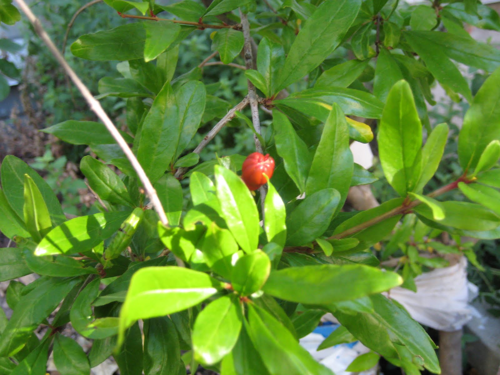 お気楽 ガーデニング イン カリフォルニア ざくろの花芽が１つ