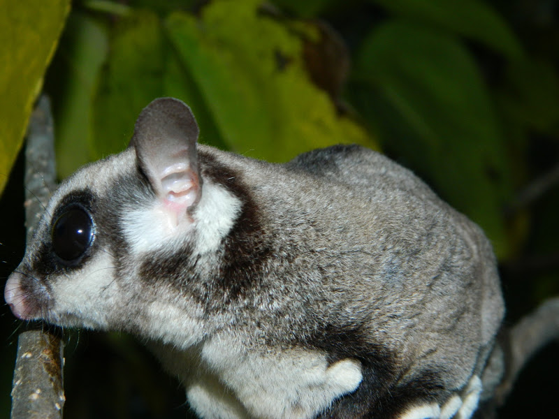 Black Beauty Sugar Glider