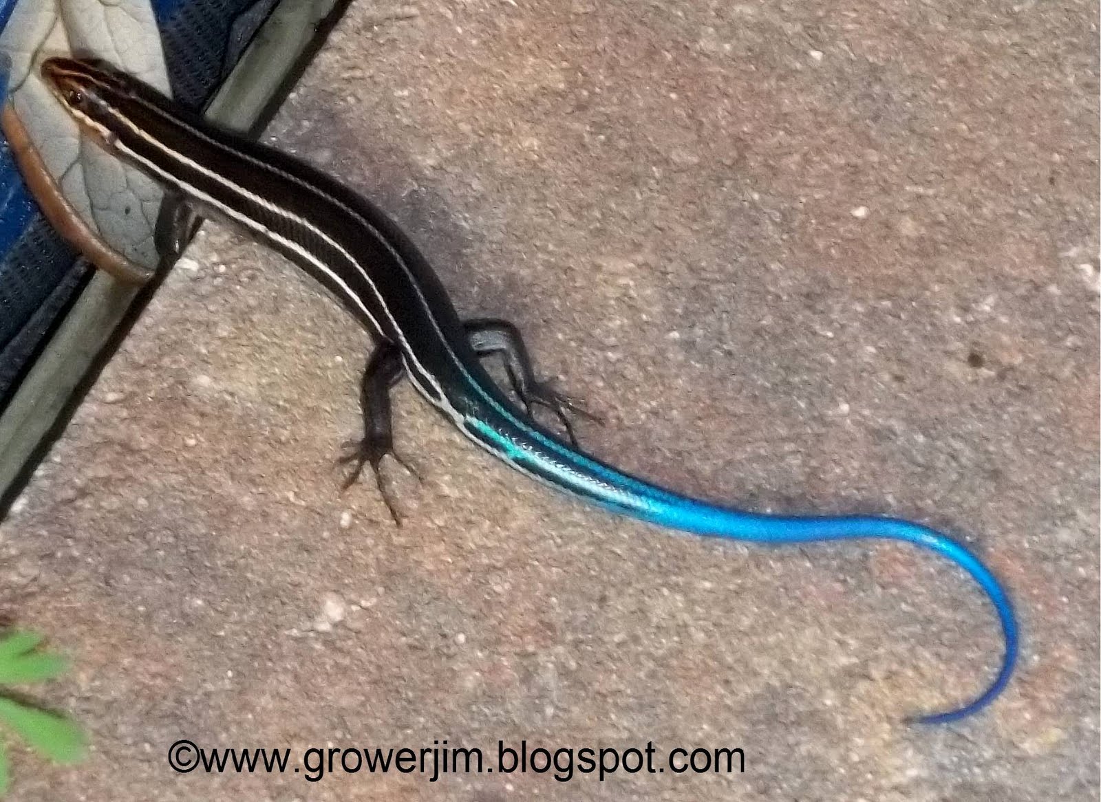 Garden Adventures Creature Feature Blue Tailed Skink