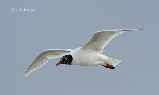 Gaviota cabecinegra, Larus melanocephalus, Mediterranean Gull