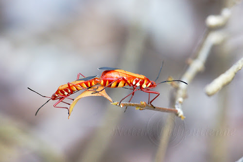 Leptocoris hexophthalmus lateralis