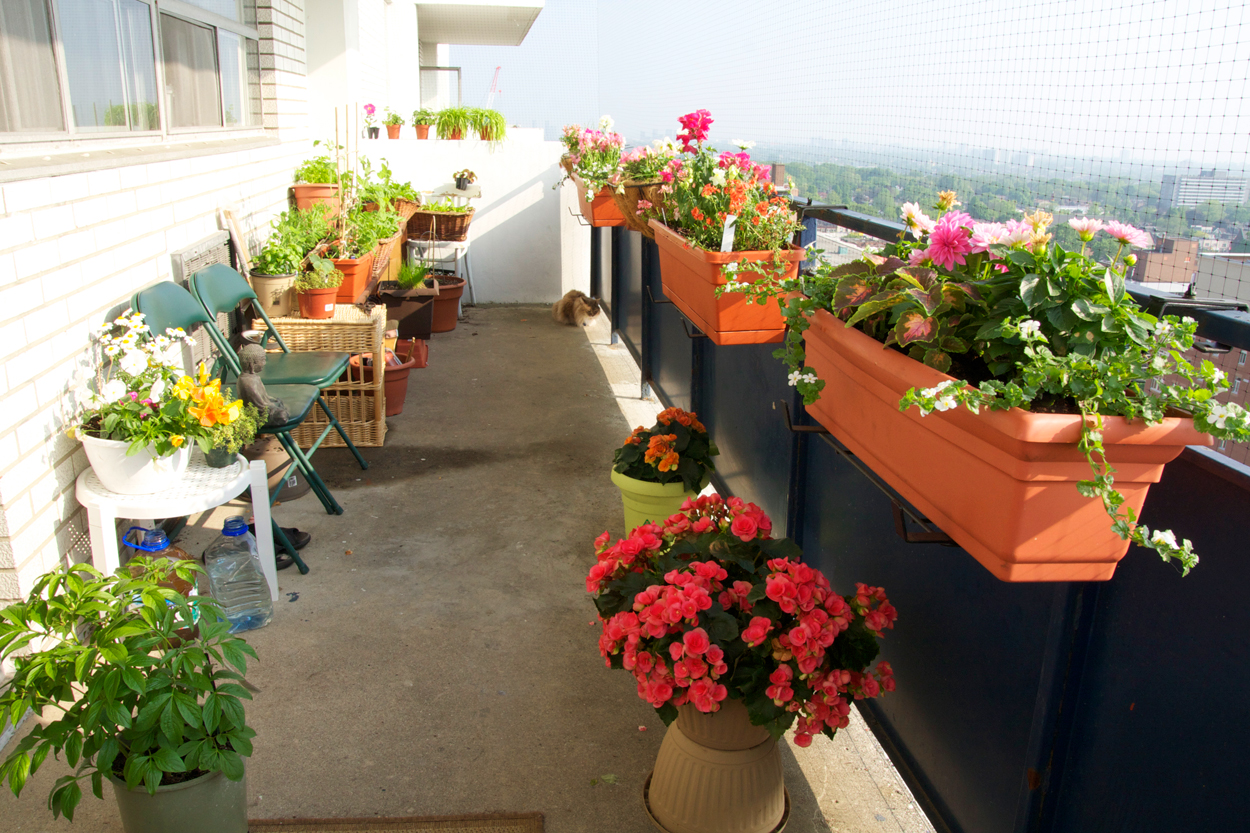 Toronto Balcony Gardening Before and After the Windstorm